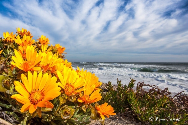 Wildflowers and beautiful coastline in South Africa