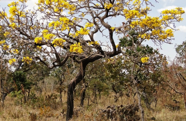 Zika virus, honey bees - solutions (Adelino de Santi Junior) Brazil