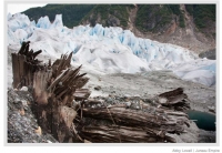 This photo is crucial to the claims that the Earth is warmer now than any time in the past. It shows a well rooted tree stump that was covered by a glacier and has reappeared because of current retreat of glaciers. At some time in the past based on carbon dating of the tree, Earth&#039;s climate was warmer than now and enabled this tree to grow. Claims that fossil fuels are going to make the planet too warm for humans, Catastrophic Anthropogenic Global Warming, CAGW, are unfounded. Forcing people to go without fossil fuels would be one of the greatest devastations in human history. If any nation tried to take fossil fuels away from the human race, it would be All Out Global War. But the Extreme Greens in North America and Europe are planning on doing this without a shot being fired. If this happens, it will be the largest crime against humanity ever and it will have been done by politicians and non-profit organizations in the United States and their allies.